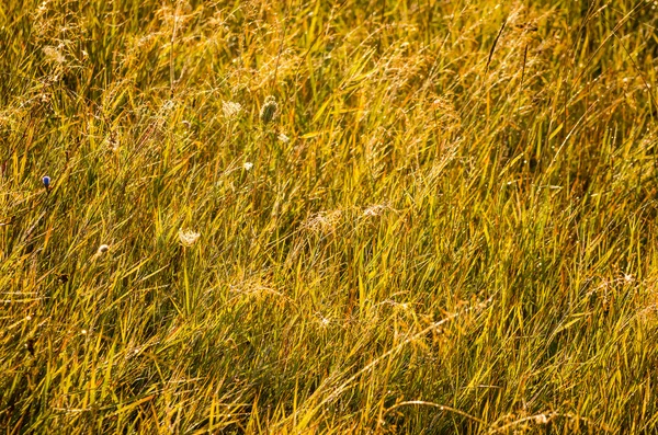 Sabahın erken saatlerinde güzel sarı çim