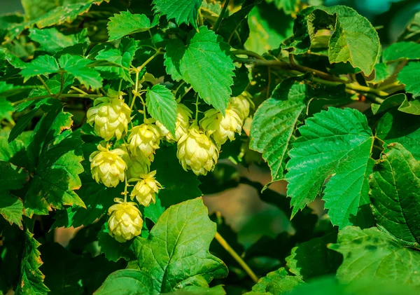 Green growing hops — Stock Photo, Image