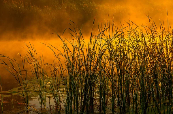 정글 강에 안개 낀 아침 — 스톡 사진