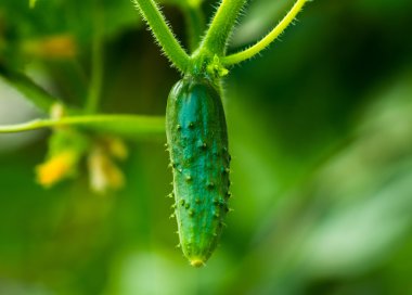 yeşil küçük salatalık