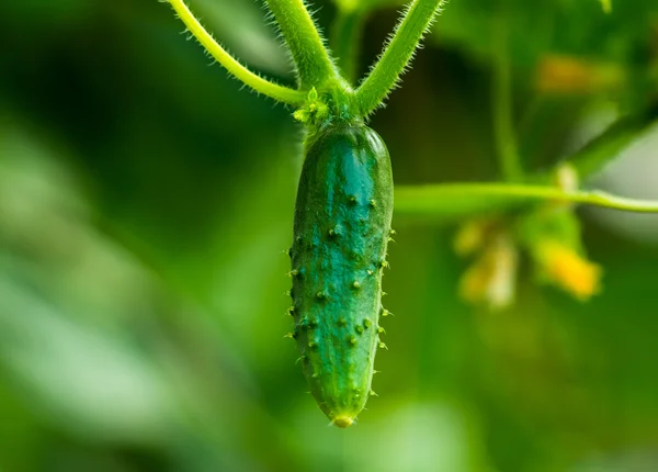 Green young cucumber — Stock Photo, Image