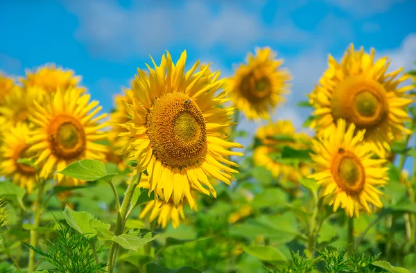 Blooming sunflowers — Stock Photo, Image