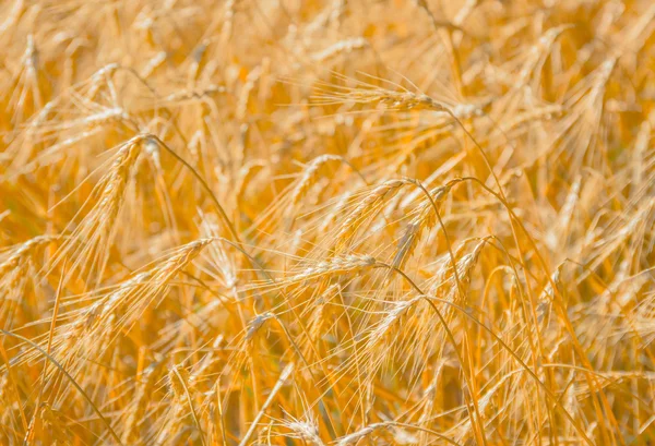 Rijp gouden tarwe — Stockfoto