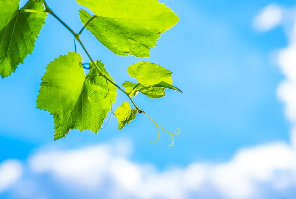 Viñas y hojas contra — Foto de Stock