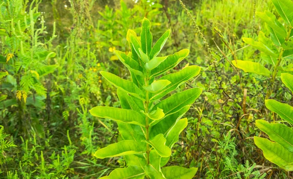 Bela planta selvagem ficus — Fotografia de Stock