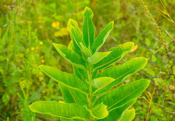 Hermosa planta silvestre ficus — Foto de Stock