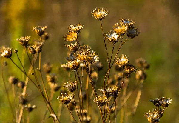 Schöne Trockene Blumen Auf Einem Feld Spätherbst — Stockfoto