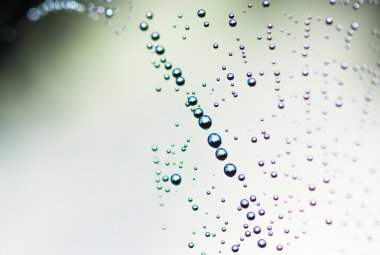 Çiy örümcek ağı