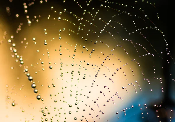 Cobweb with the dew — Stock Photo, Image