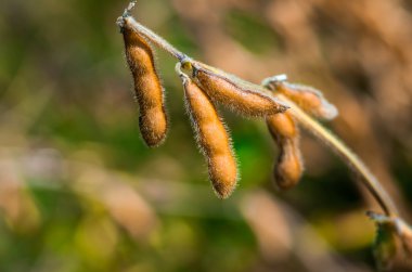 erken sonbaharda olgun kurutulmuş soya fasulyesi büyüyen