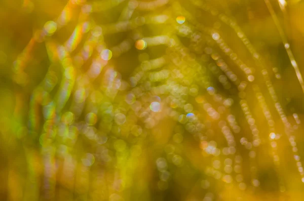 Cobweb с каплями желто-зеленого размытого фона — стоковое фото