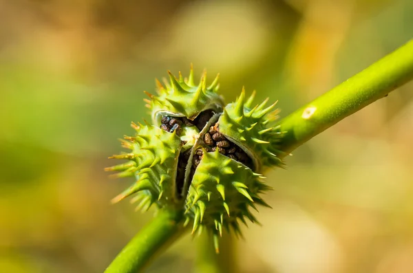 Poison plant seedpods Datura stramonium — Stock Photo, Image