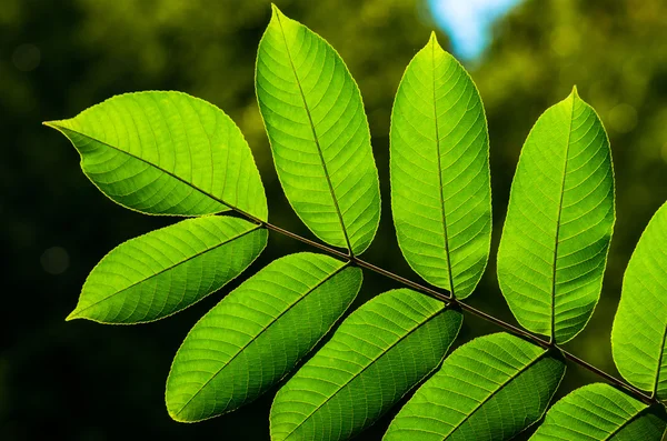 Fondo de hoja verde exuberante — Foto de Stock