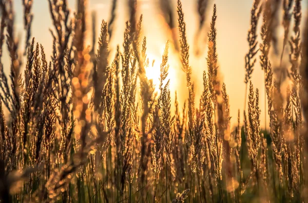 Hermosa hierba amarilla — Foto de Stock