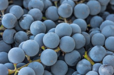 Blue wine grape background