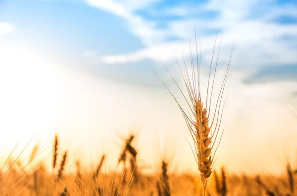 Ripe gold wheat — Stock Photo, Image