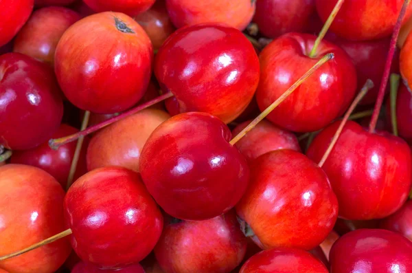 Очень красивые красные яблоки рая — стоковое фото