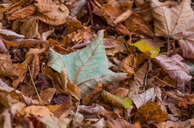 Düşen sonbahar yapraklarından yapılmış renkli ve parlak arkaplan