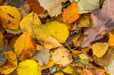 İyi havalarda ormandaki sarı sonbahar yaprakları