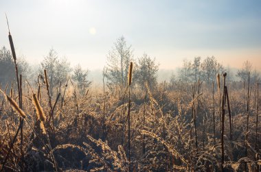 sabah erken sonbahar bataklık sazlık