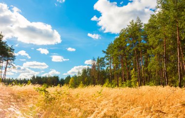 Pinewood iyi günler