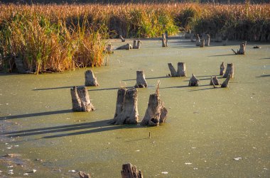 Kütükleri bataklık
