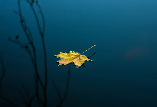 Maple yellow leaf — Stock Photo, Image