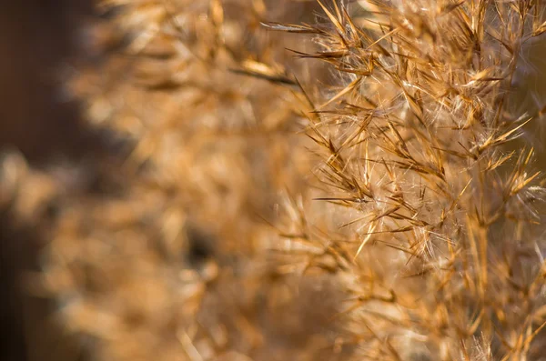 Las Cañas Temprano Mañana Cuando Sale Sol — Foto de Stock