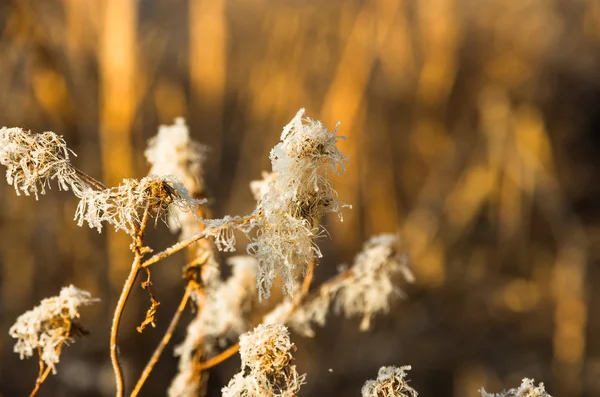 Roseaux dans le marais tôt le matin automne — Photo