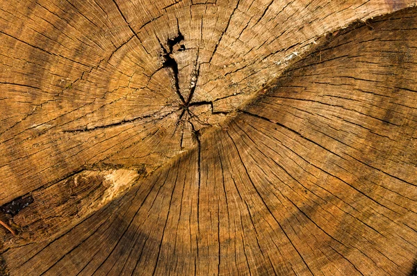 Árvore coto textura fundo — Fotografia de Stock