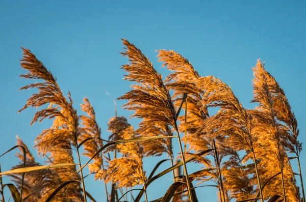 The reeds early in the morning — Stock Photo, Image