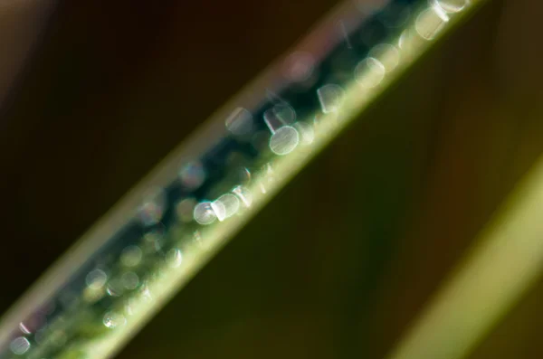 Fond vert marron bokeh — Photo