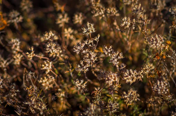 Hierba seca en el otoño de tomillo — Foto de Stock