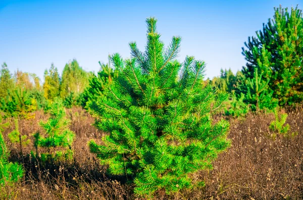 Green young pine — Stock Photo, Image