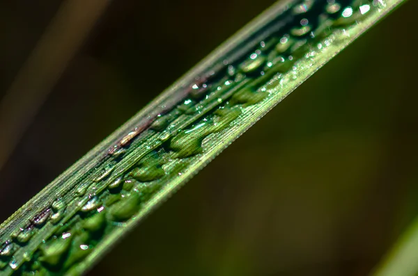 Wasser auf grünem Grashalm — Stockfoto