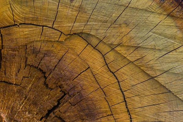 나무 그루터기의 질감 배경 — 스톡 사진