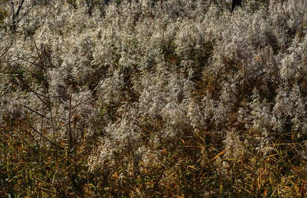 Las Cañas Temprano Mañana Cuando Sale Sol — Foto de Stock