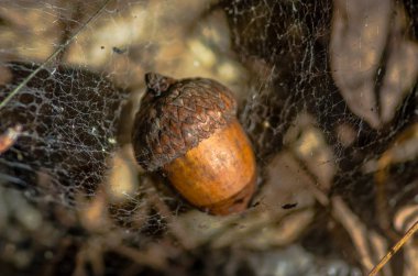 Olgun meşe palamudu