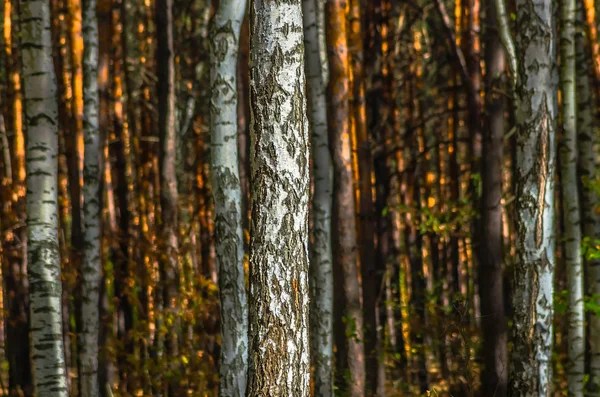 El tronco del abedul en el bosque otoñal —  Fotos de Stock