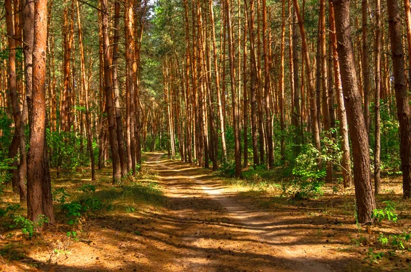 El camino en un bosque de pinos — Foto de Stock