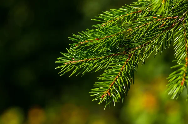 Fresh green fir branch — Stock Photo, Image