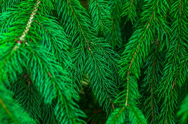 Fresh green fir branch — Stock Photo, Image