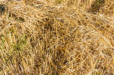 kıyılmış buğday bir doku olarak hasır