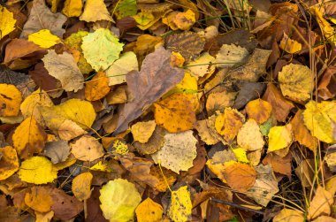 arka plan, sonbaharın sarı yaprakları
