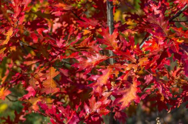 Sonbahar arka planda güzel kırmızı yaprakları