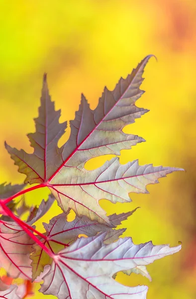 Schönes gelb-rot-grünes Blatt im Herbst — Stockfoto