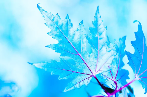 Красивая ледяная зима из кленового листа — стоковое фото