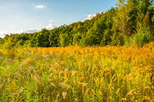 Campo di erba verde dorato al tramonto — Foto Stock