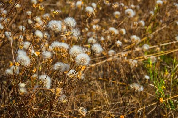 Schönes Löwenzahngras — Stockfoto