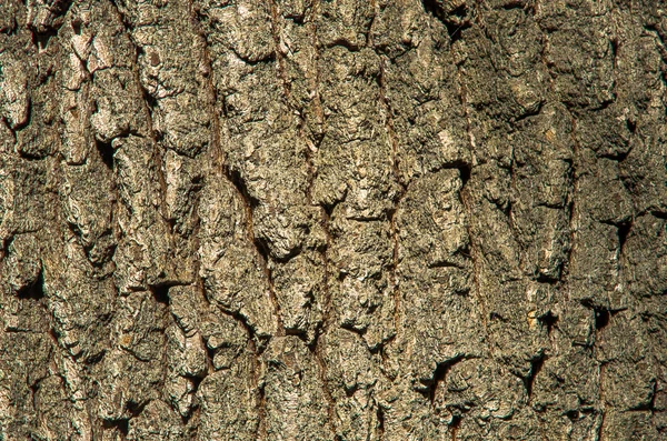 Textura de casca de carvalho — Fotografia de Stock